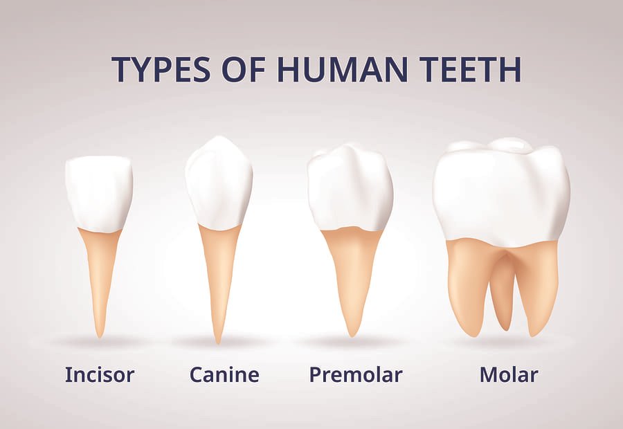 Understanding Our Teeth - Right Parenting