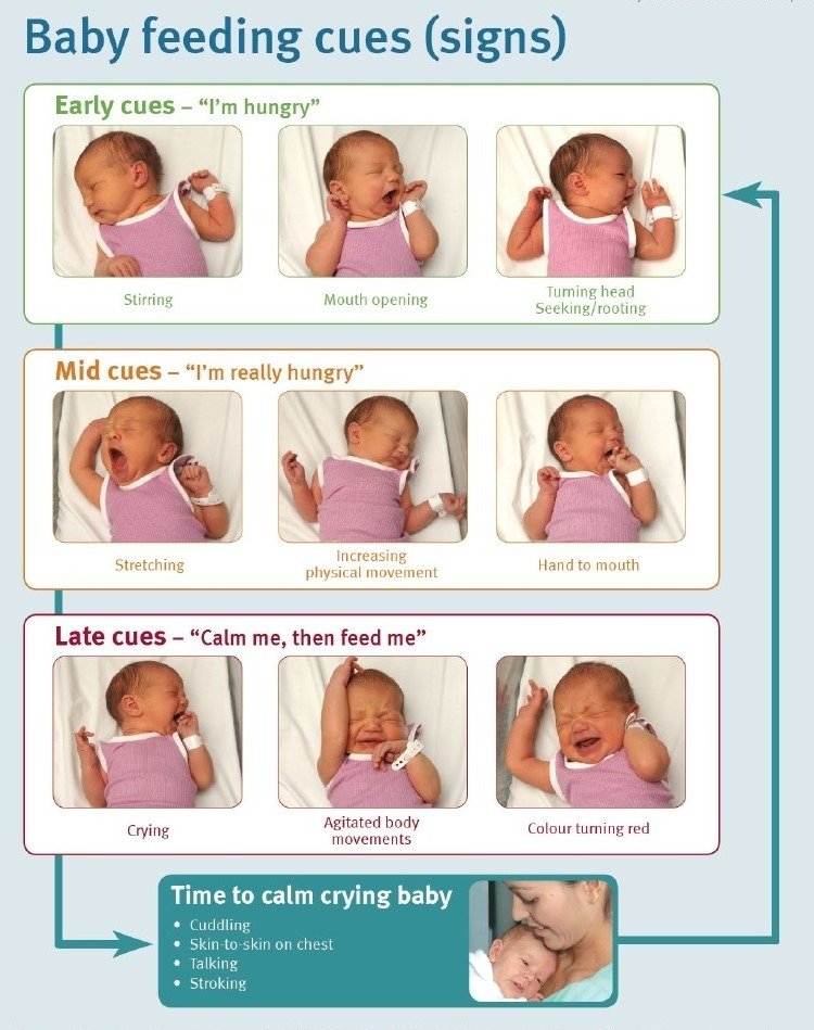 Cues for successful breastfeeding 1
